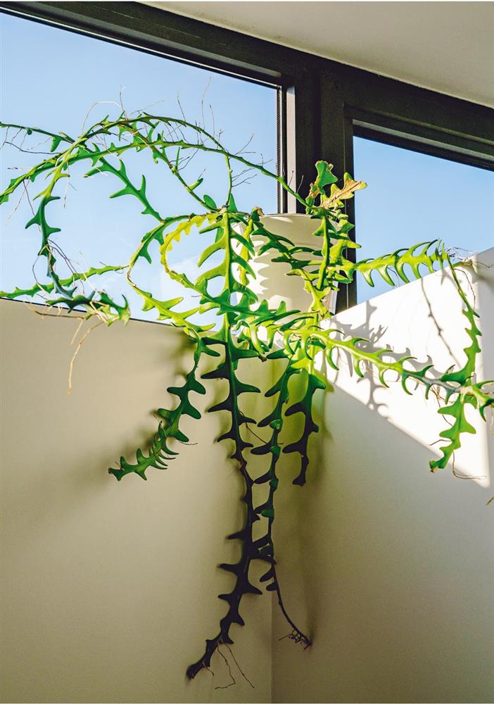 芬．古克路特 P20-2 _圖片來源：《KINFOLK 綠藝》三采文化 © Ekin Özbiçer芬．古克路特 P17 _圖片來源：《KINFOLK 綠藝》三采文化 © Ekin Özbiçer