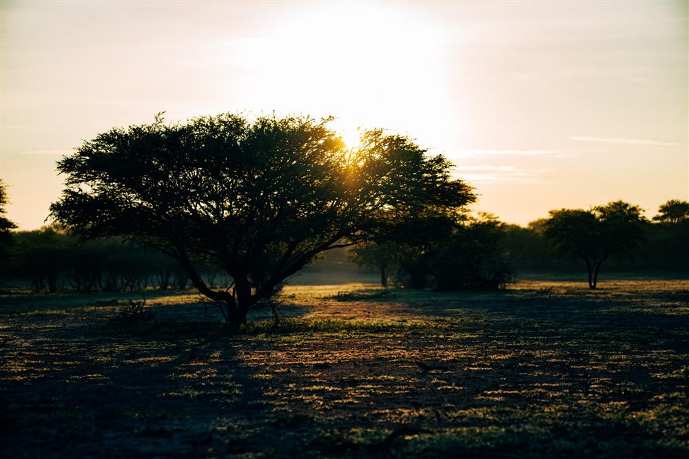 De Beers全新「The 1888 Master Diamonds」系列_10