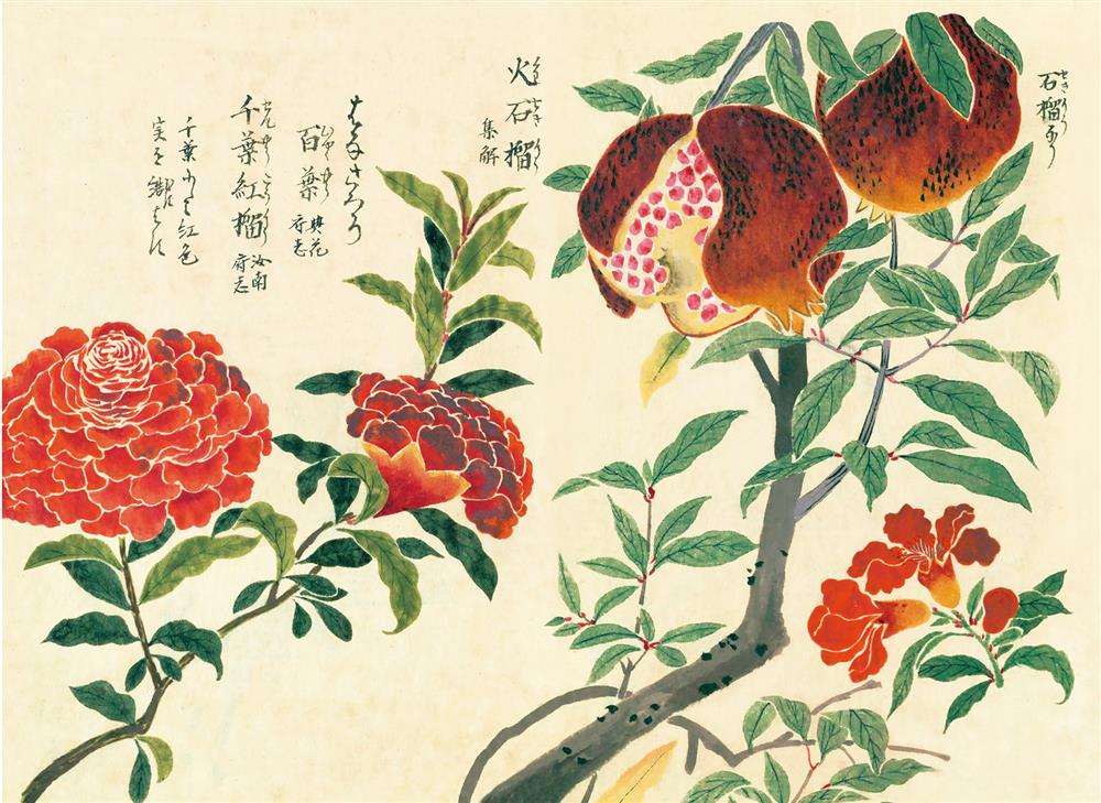 《江戶百花譜》03 《江戶百花譜》03
