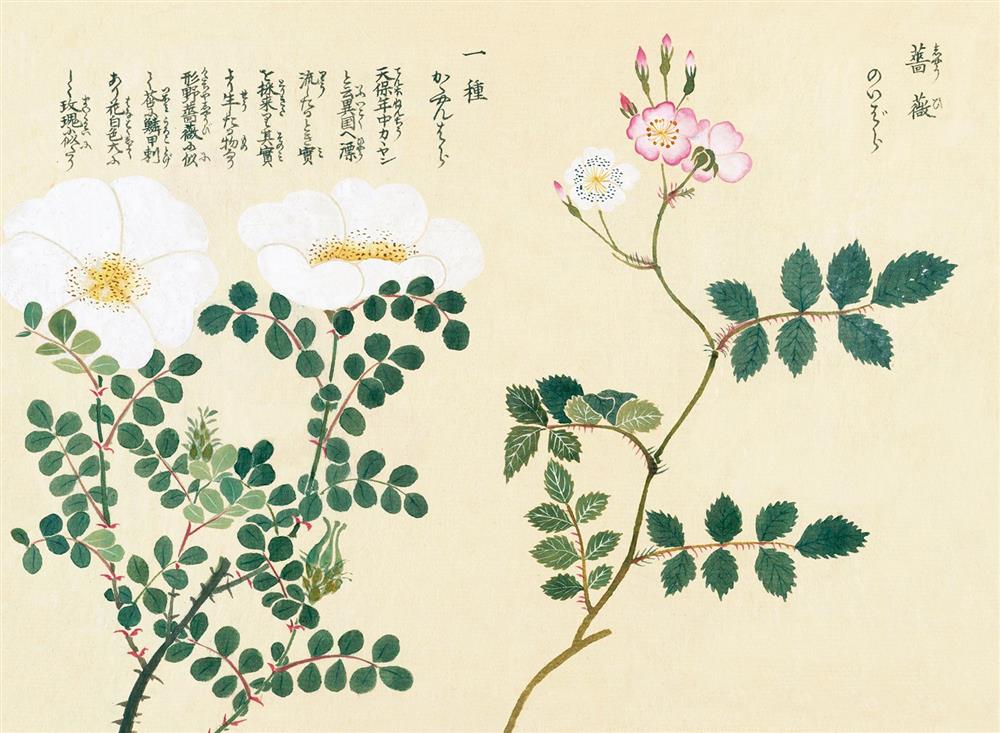 《江戶百花譜》 《江戶百花譜》