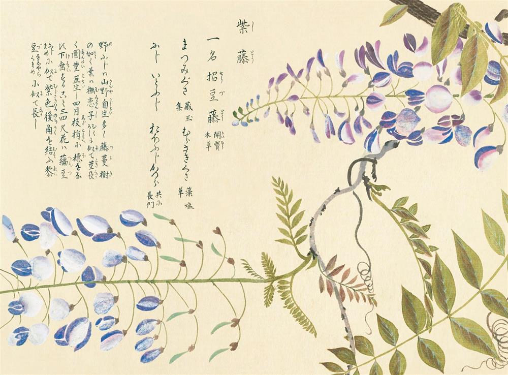 日本紫藤 Japanese wisteria 《江戶百花譜》 日本紫藤 Japanese wisteria 《江戶百花譜》