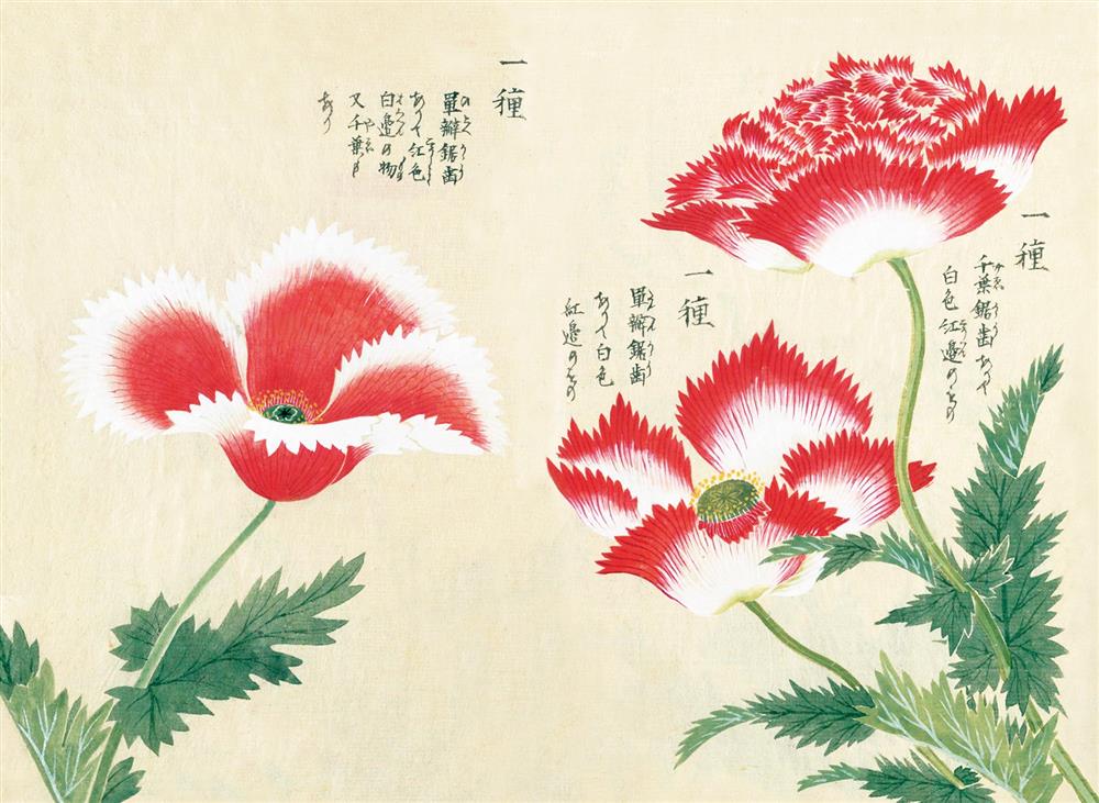 《江戶百花譜》02 《江戶百花譜》02