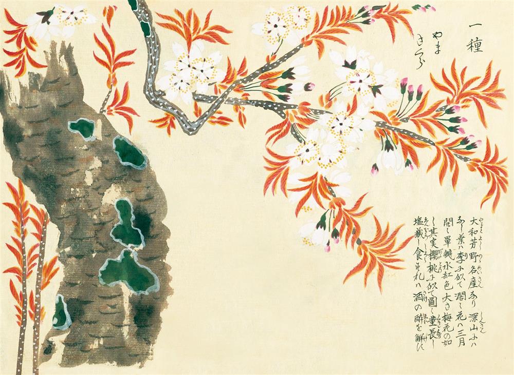 《江戶百花譜》01 《江戶百花譜》01
