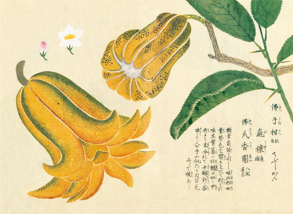 《江戶百花譜》04 《江戶百花譜》04