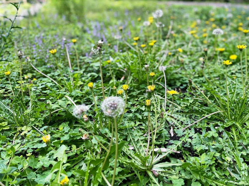 植物園「野花園」尋寶6