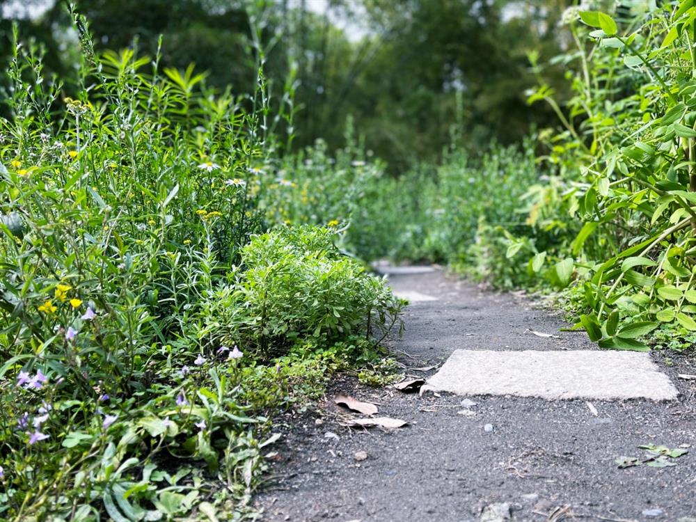 植物園「野花園」尋寶5