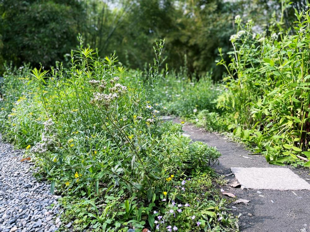 植物園「野花園」尋寶3