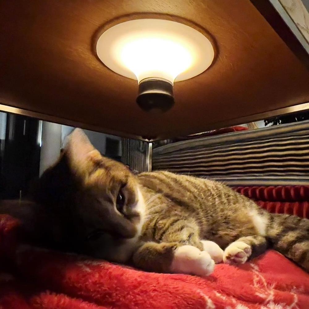 吸盤式燈具「Neozoon」04