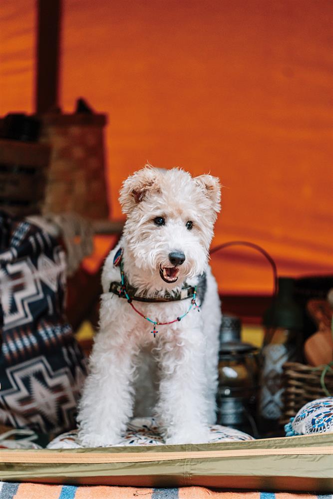 貓派與犬派的設計生活