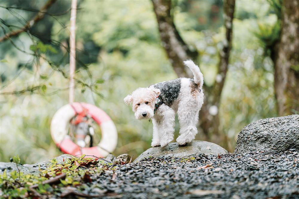 貓派與犬派的設計生活
