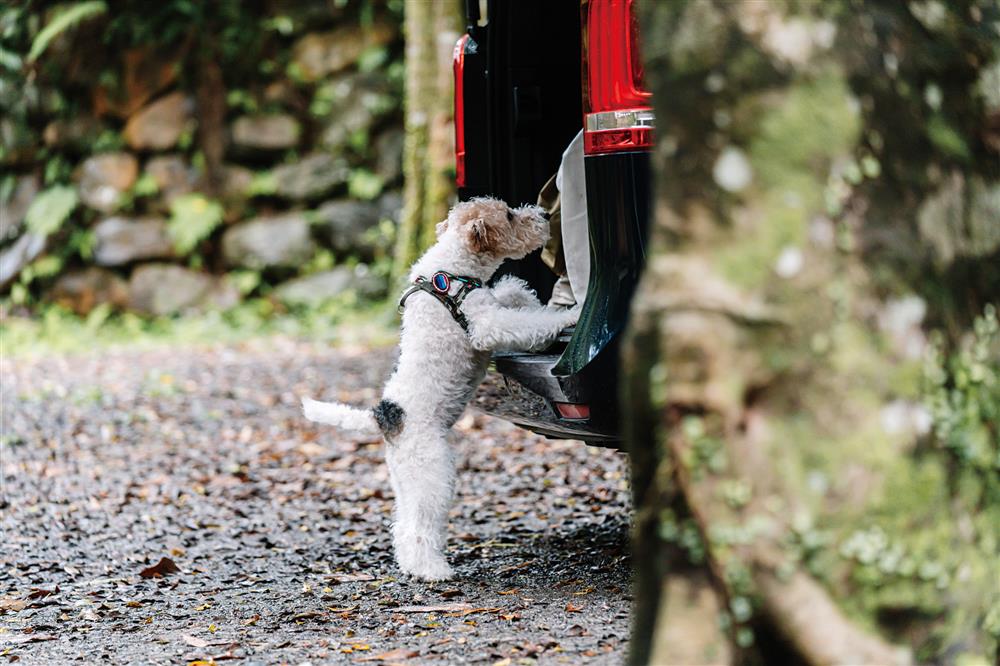 貓派與犬派的設計生活