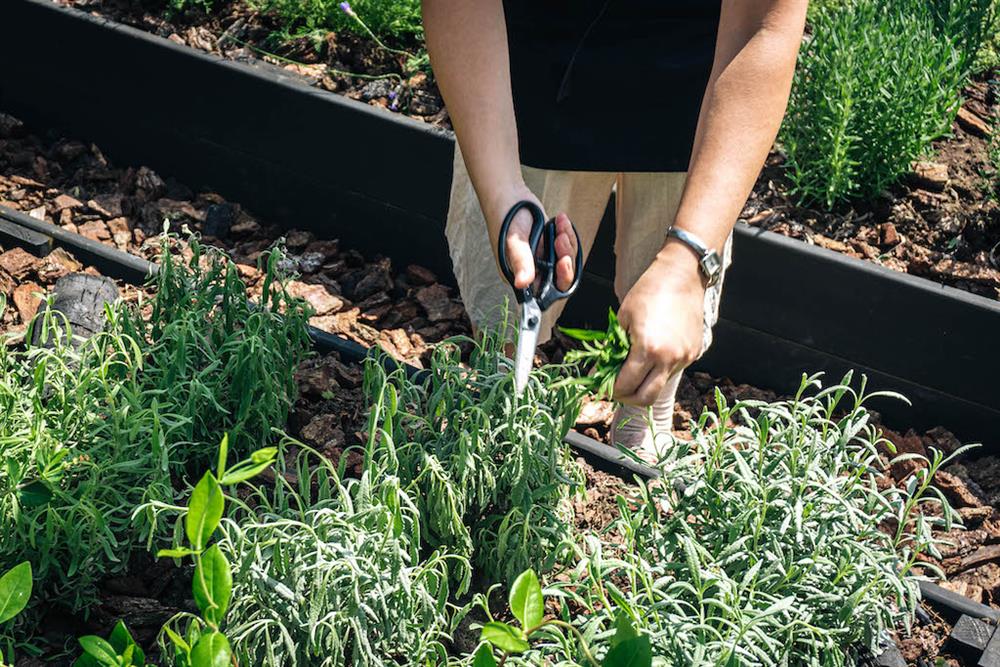 與植物一起Stay Home24 與植物一起Stay Home24