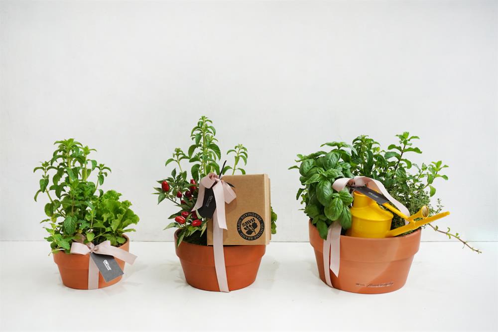 與植物一起Stay Home22