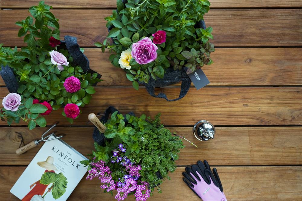 與植物一起Stay Home2