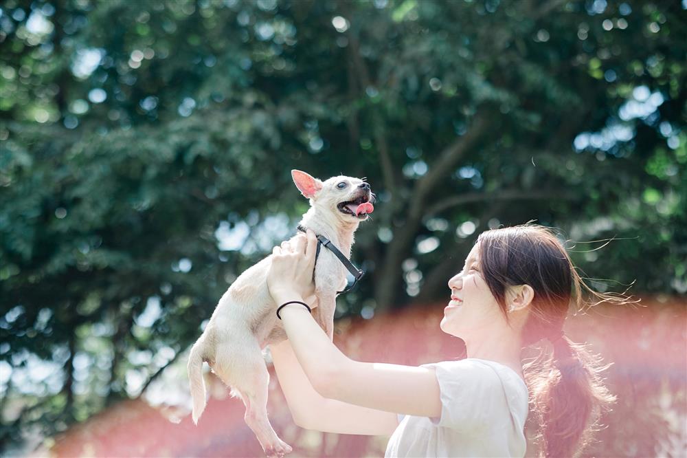 貓派與犬派的設計生活