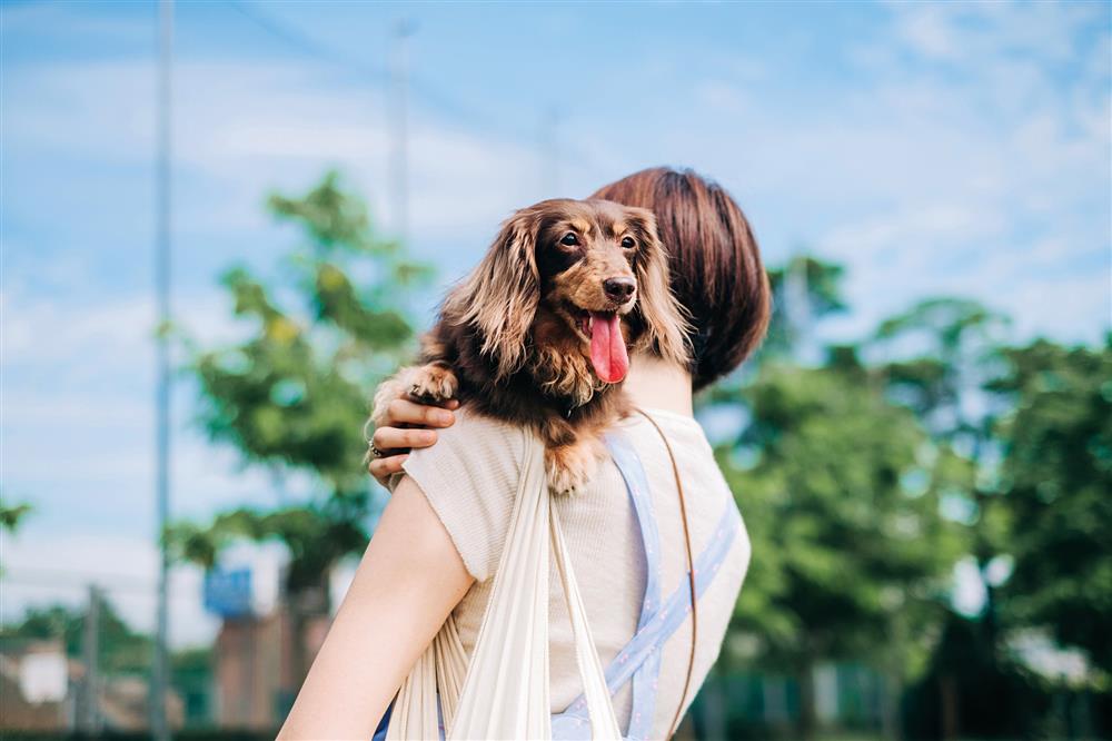 貓派與犬派的設計生活