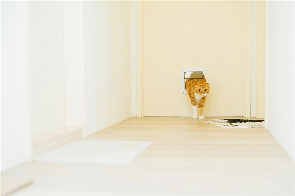 貓派與犬派的設計生活