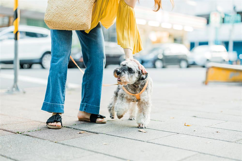 貓派與犬派的設計生活