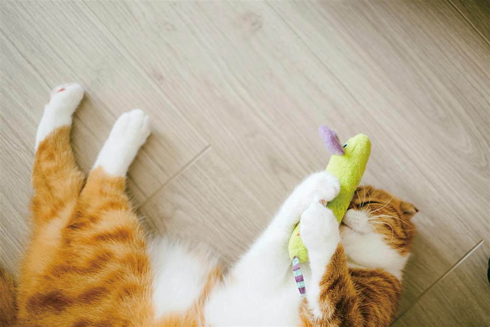 貓派與犬派的設計生活