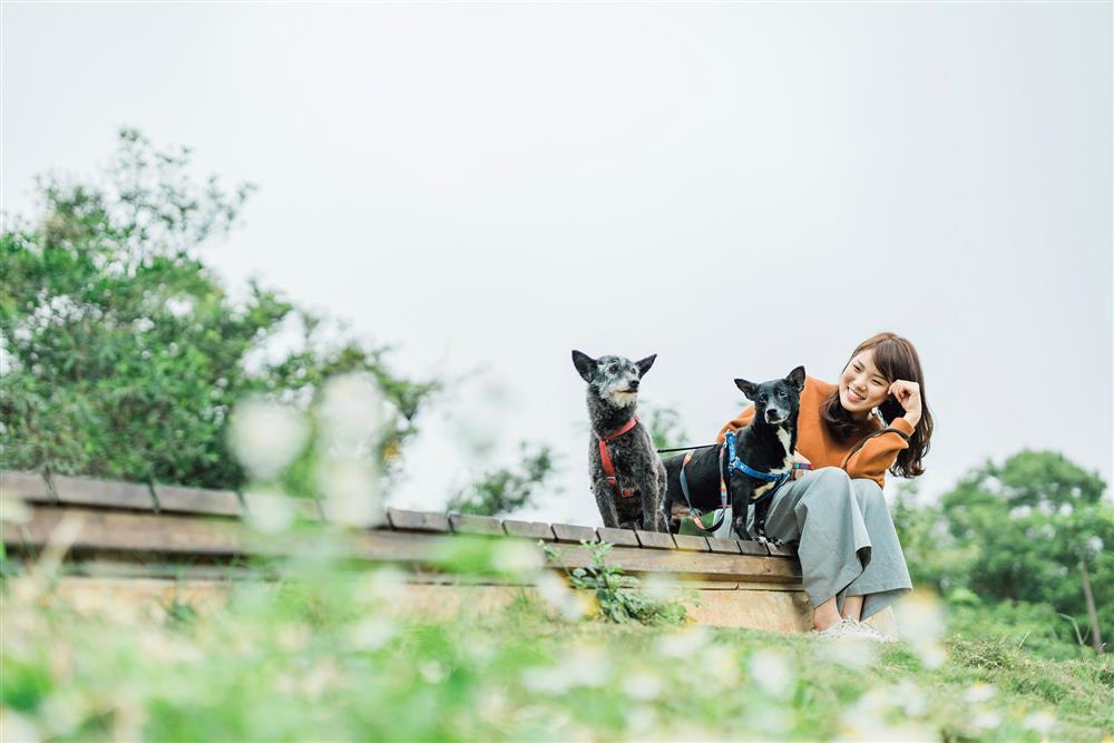 貓派與犬派的設計生活