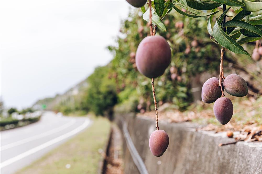 屏東獅子鄉刊「芒芒盛開」13 屏東獅子鄉刊「芒芒盛開」13
