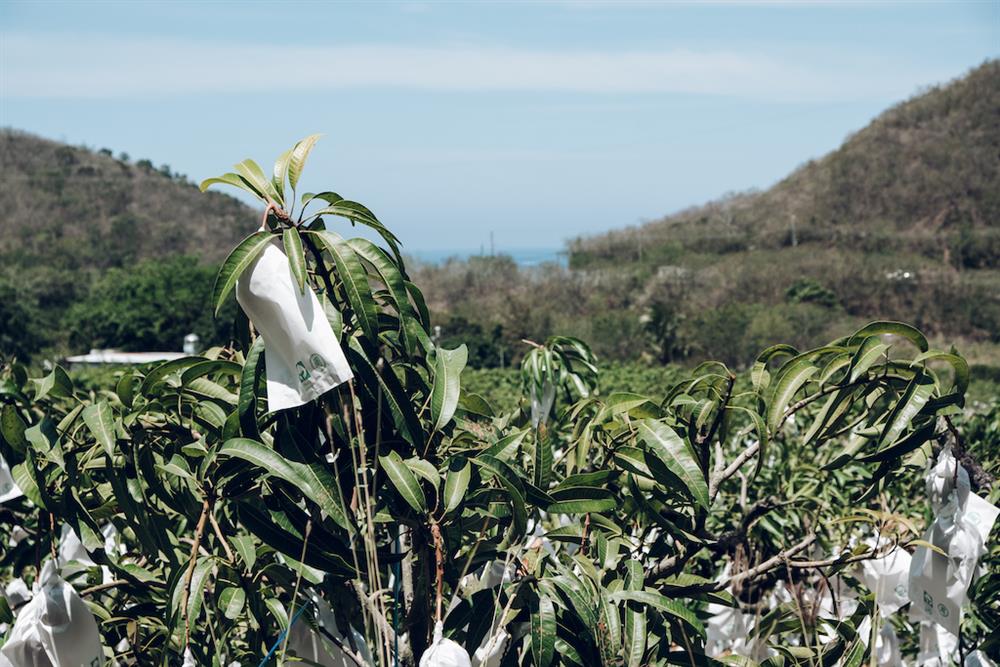 屏東獅子鄉刊「芒芒盛開」2 屏東獅子鄉刊「芒芒盛開」2