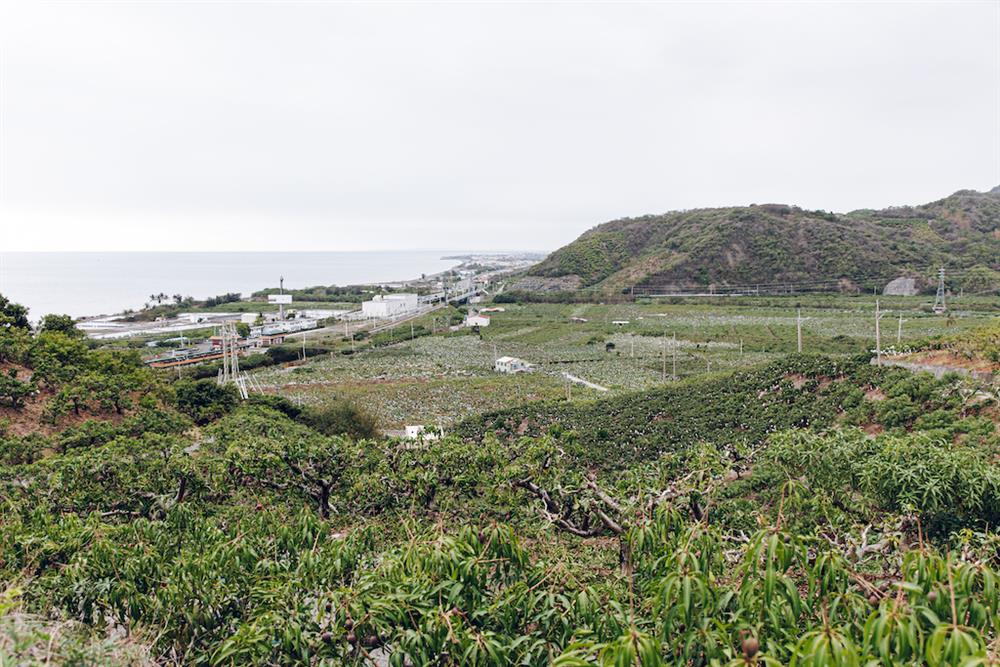 屏東獅子鄉刊「芒芒盛開」1 屏東獅子鄉刊「芒芒盛開」1