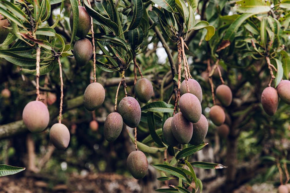 屏東獅子鄉刊「芒芒盛開」4 屏東獅子鄉刊「芒芒盛開」4