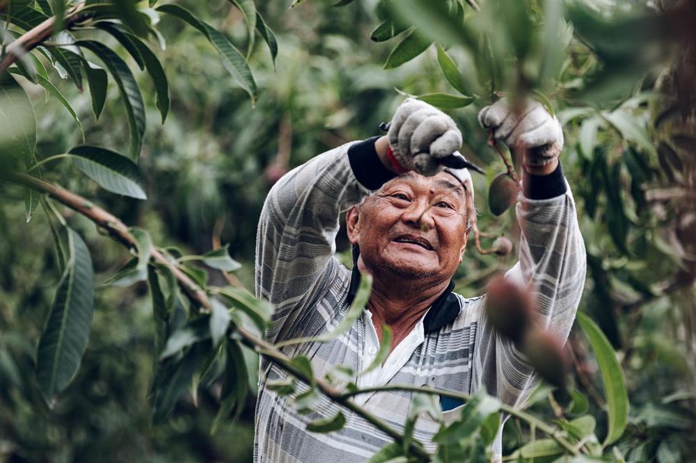 屏東獅子鄉刊「芒芒盛開」11 屏東獅子鄉刊「芒芒盛開」11