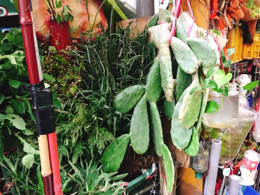 胖胖樹在萬華青草巷發現《被遺忘的拉美》6