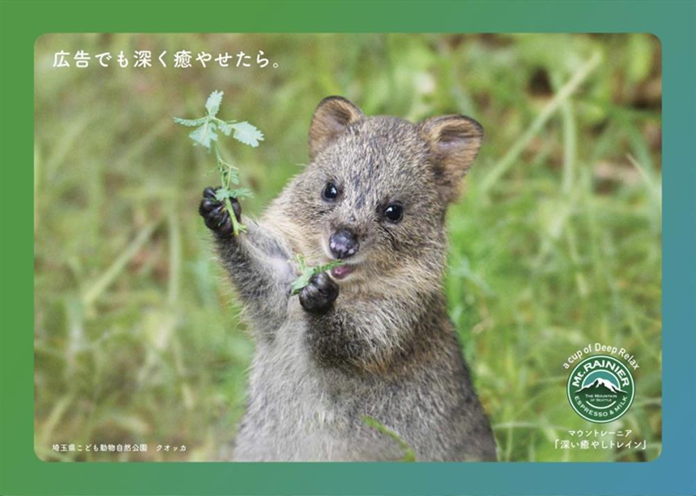 日本Mt.RAINIER讓動物園與水族館的可愛動物躍上咖啡杯身5_20