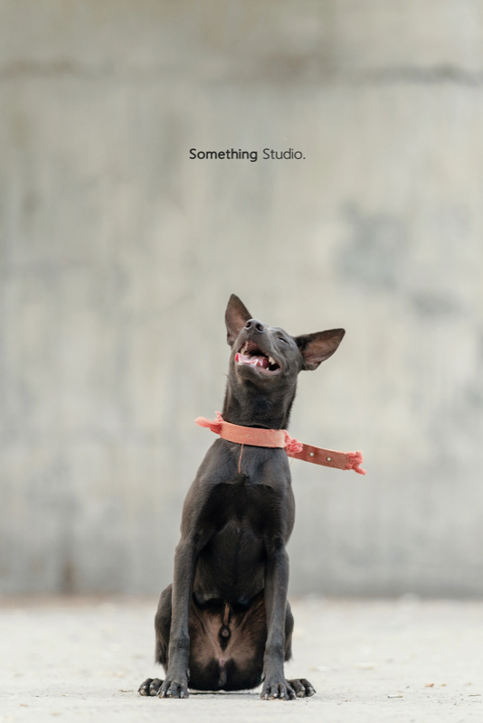 三牲工作室為流浪動物拿金牌2