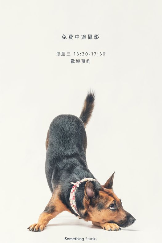 三牲工作室為流浪動物拿金牌16