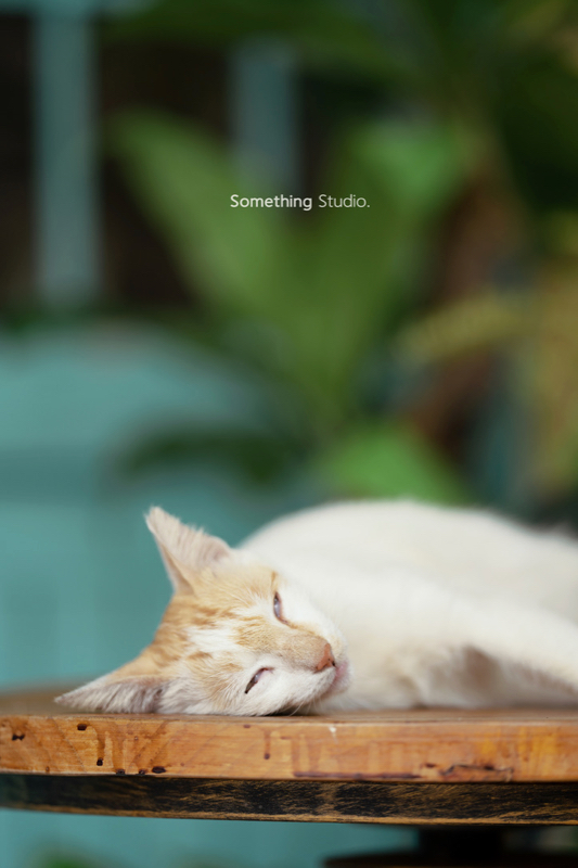 三牲工作室為流浪動物拿金牌4