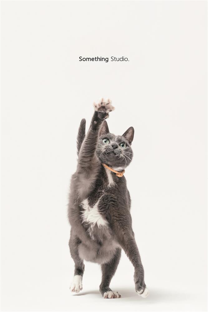 三牲工作室為流浪動物拿金牌1