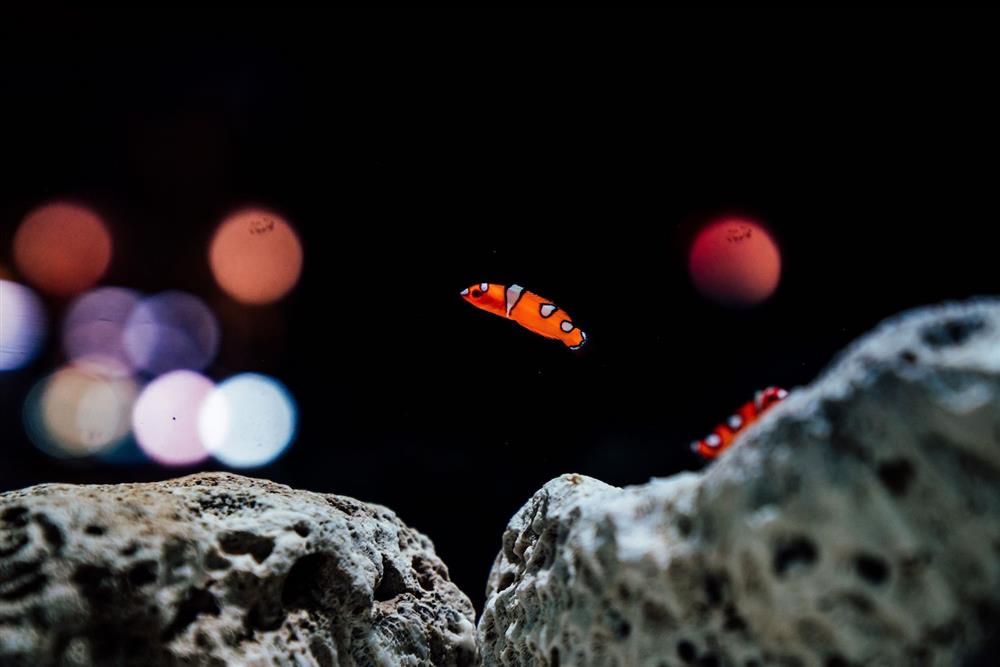 2021屏東海生館「璀璨之海」夏季活動