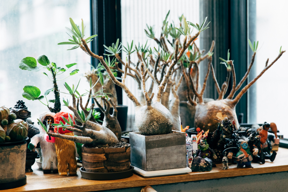 植感生活_塊根_陳米奇05