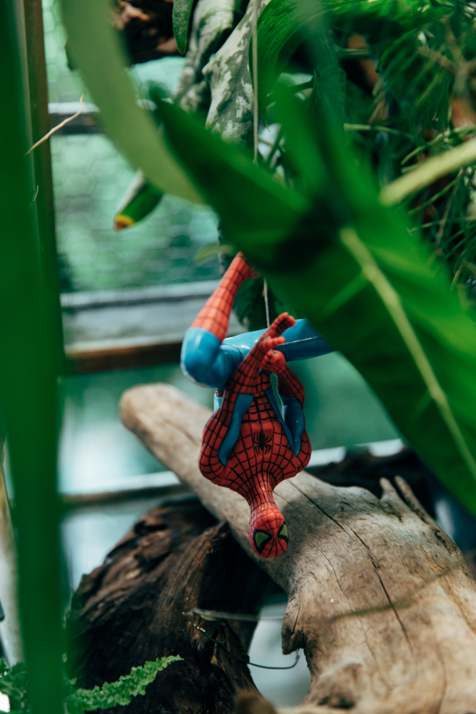 植感生活_塊根_陳米奇06