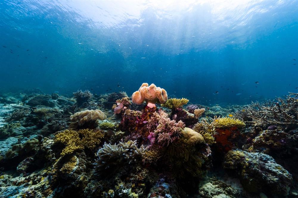 De Beers「Reflections of Nature高級珠寶展」 De Beers「Reflections of Nature高級珠寶展」