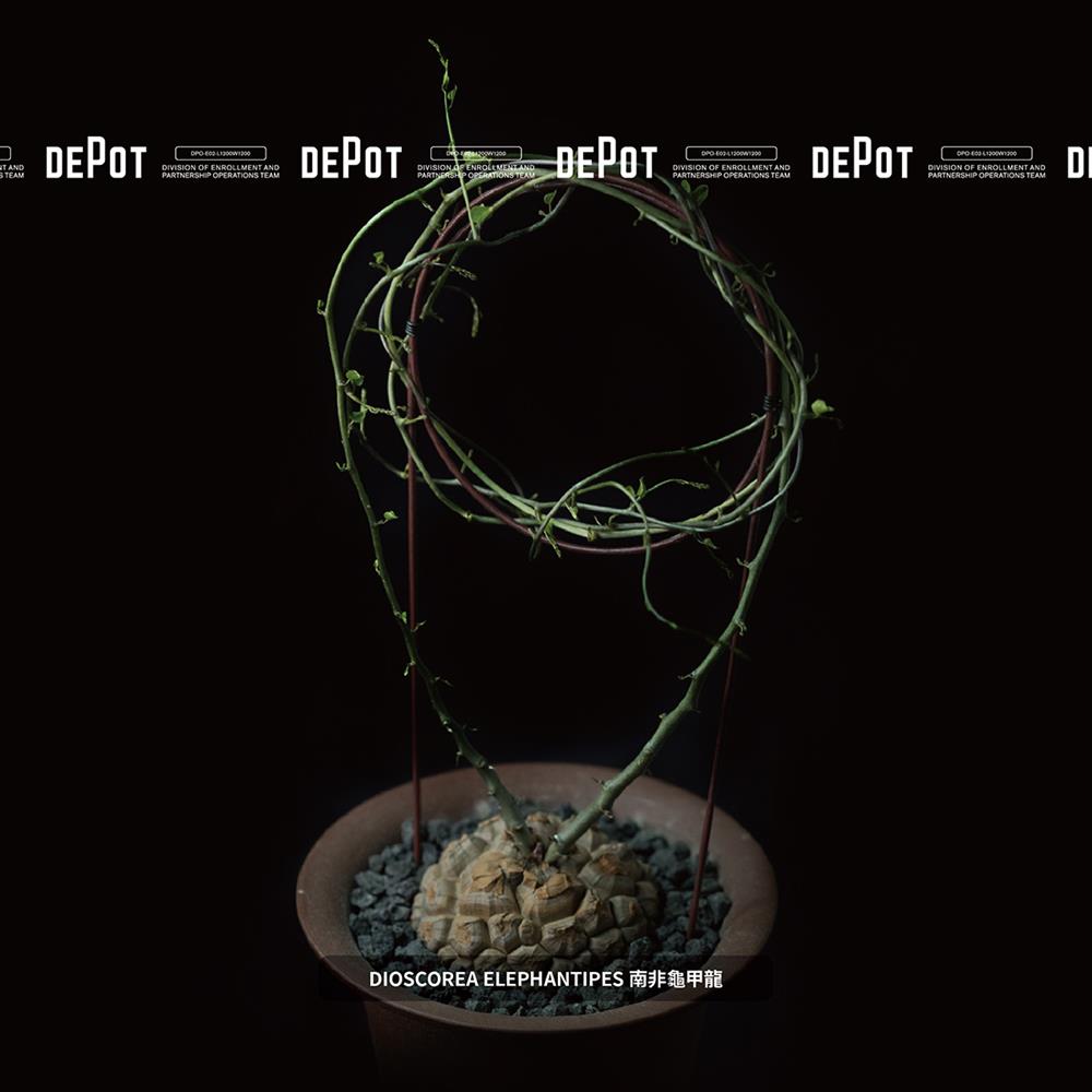 INVINCIBLE新品牌DEPOT「塊跟植物市集」揭幕!80+珍貴物種一次集結 INVINCIBLE新品牌DEPOT「塊跟植物市集」揭幕!80+珍貴物種一次集結