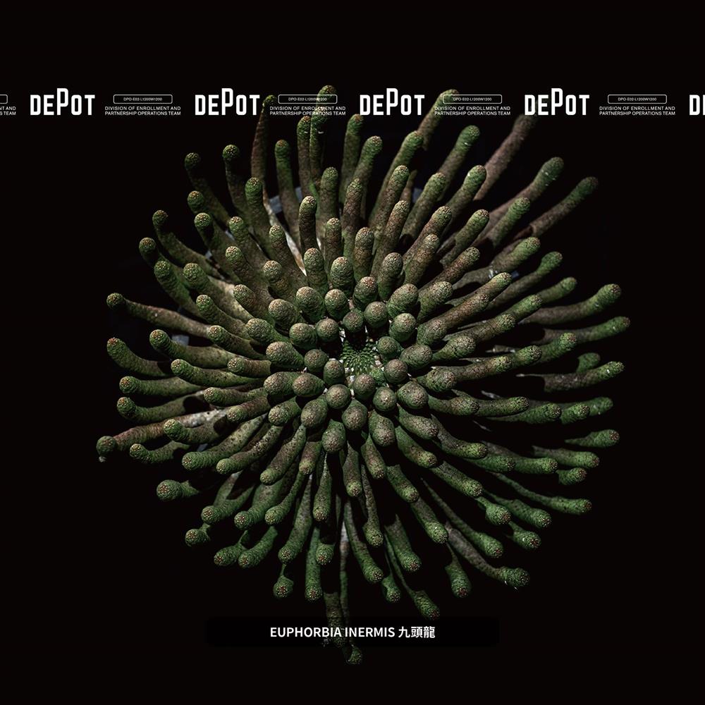 INVINCIBLE新品牌DEPOT「塊跟植物市集」揭幕!80+珍貴物種一次集結 INVINCIBLE新品牌DEPOT「塊跟植物市集」揭幕!80+珍貴物種一次集結