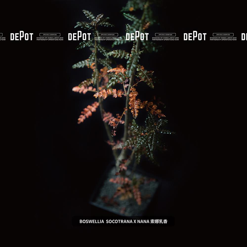 INVINCIBLE新品牌DEPOT「塊跟植物市集」揭幕!80+珍貴物種一次集結 INVINCIBLE新品牌DEPOT「塊跟植物市集」揭幕!80+珍貴物種一次集結