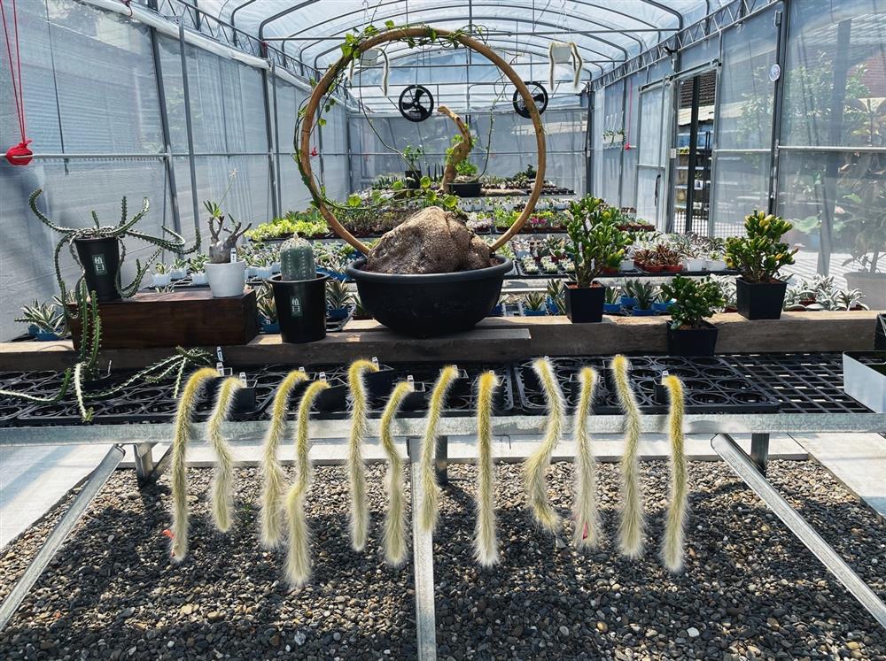 2021雲林斗六新景點「植曰手栽坊」S__76808208