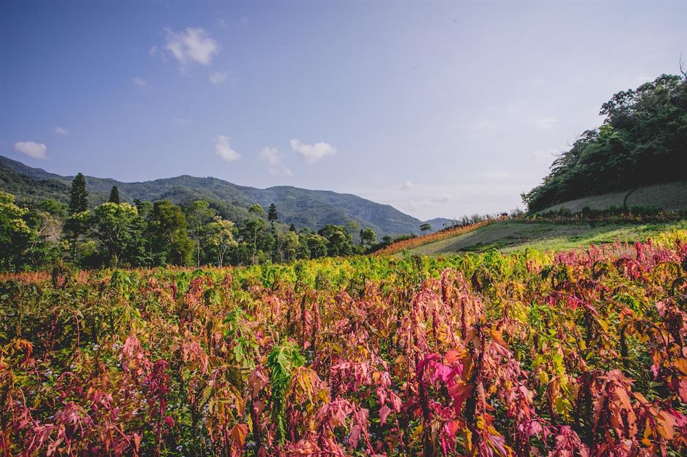台東紅藜季_04 台東紅藜季_04