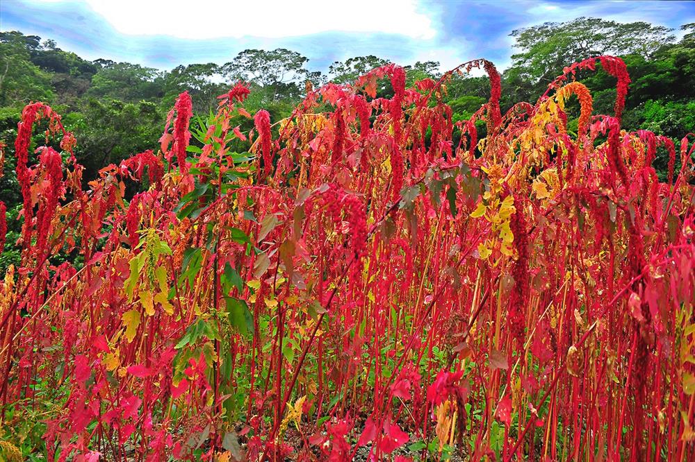 台東紅藜季_03 台東紅藜季_03