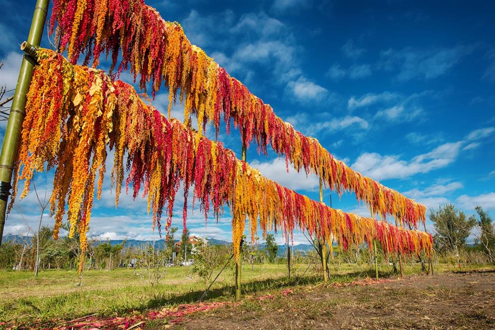 台東紅藜季_01 台東紅藜季_01