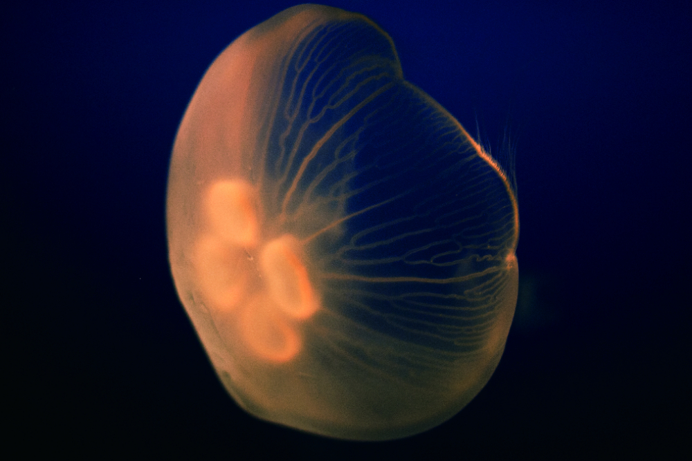 鍾孟宏_05 鍾孟宏_05