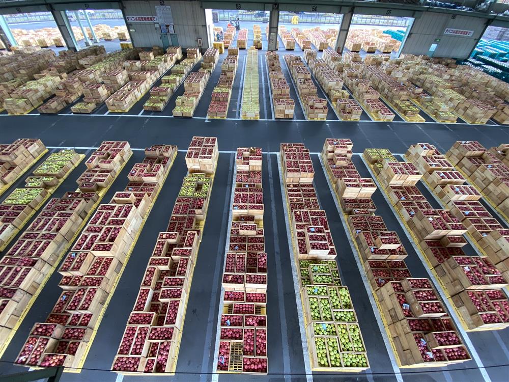 青森縣蘋果方塊遊戲003