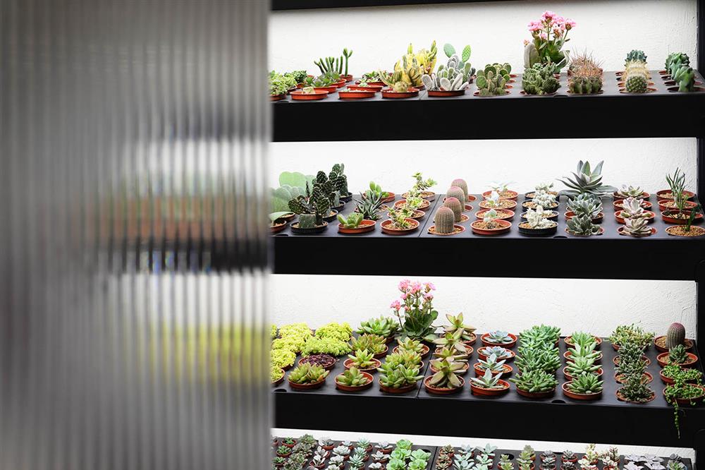 7.多肉植物挑選區 7.多肉植物挑選區