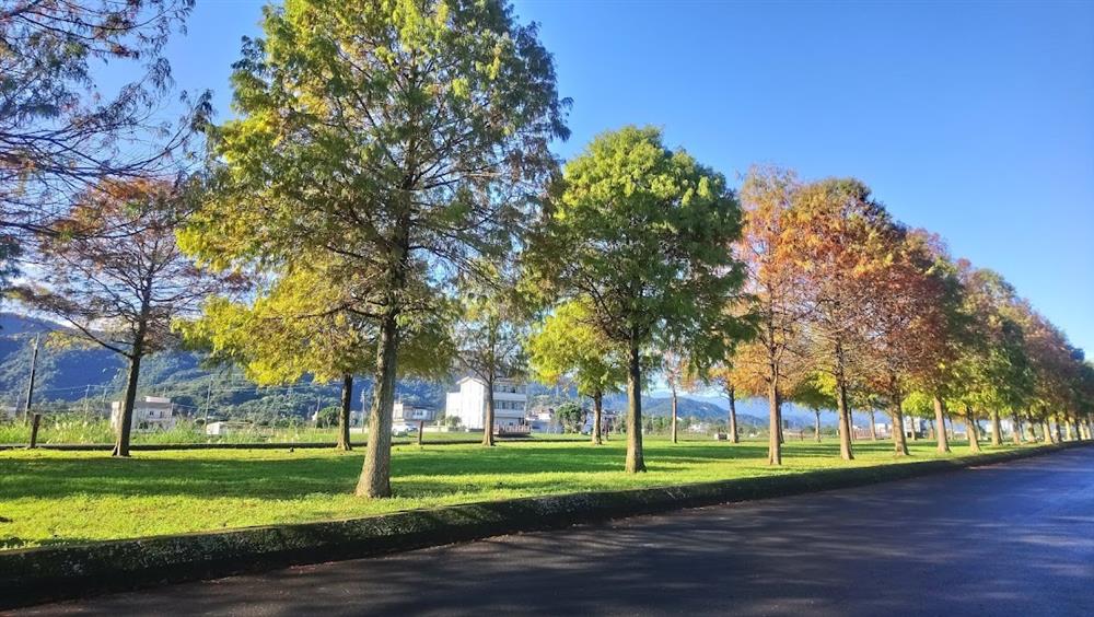 圖六_緊鄰「三星四季青花瓷」旁，旅人可造訪三星安農溪畔絕美落羽松大道。